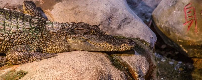 鳄鱼可以吃吗