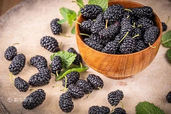 桑葚干的功效与作用禁忌