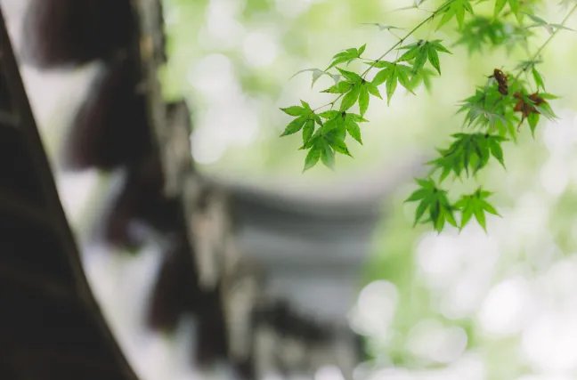 2021三伏天是几月到几月 2021年入伏时间怎么有两个