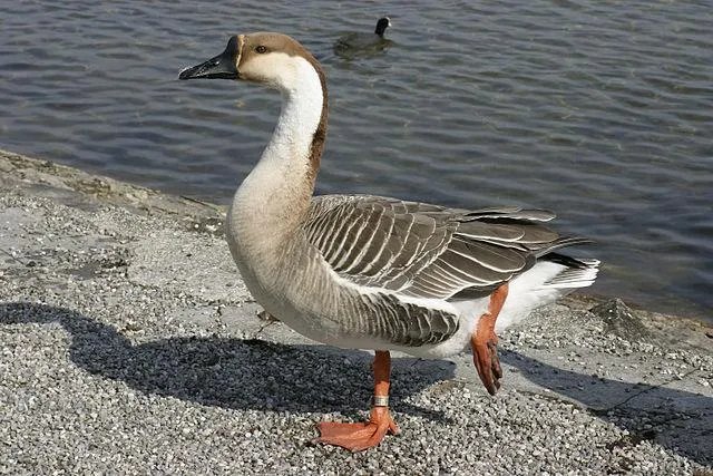 鹅的祖先是什么动物?