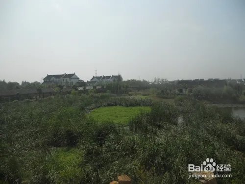 假期旅游之上海金山廊下生态园