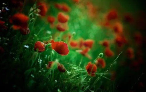 2021年10月2日结婚好吗 2021年十月结婚吉日有哪几天