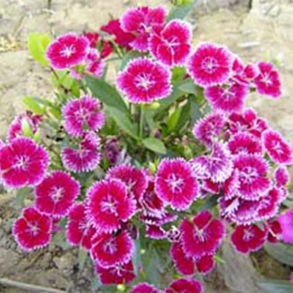 南通长牌是怎样算胡?