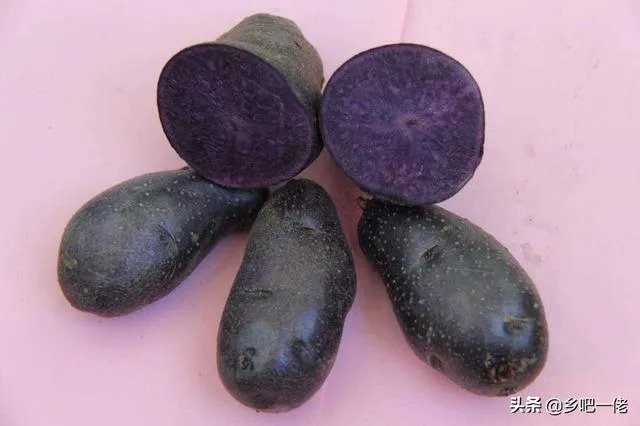 黑土豆有什么生长特性？如何进行种植管理？