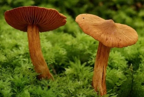 昆明一职员称办公室长出巨大毒蘑菇，蘑菇的生长力有多旺盛？