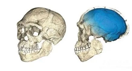 什么是智人?现代智人是从什么人种发展而来的?