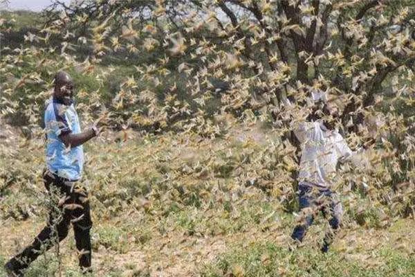 非洲蝗灾恐又将卷土重来，真的拿它们没有办法吗？