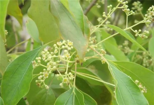 香樟树的特点有哪些 香樟树有哪些美好的寓意