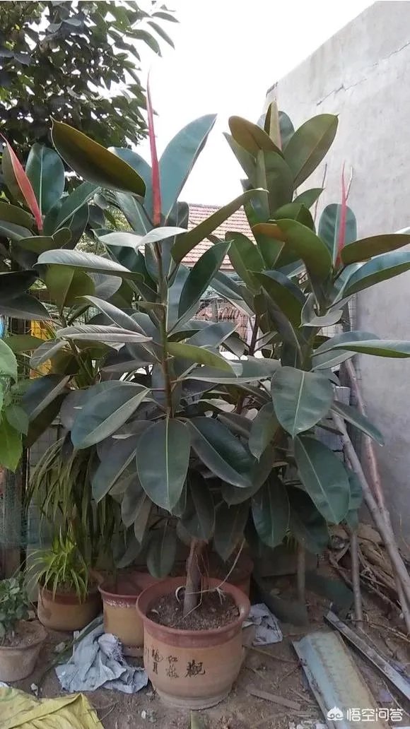 怎么养殖橡皮树？