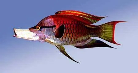 流氓鱼是什么鱼