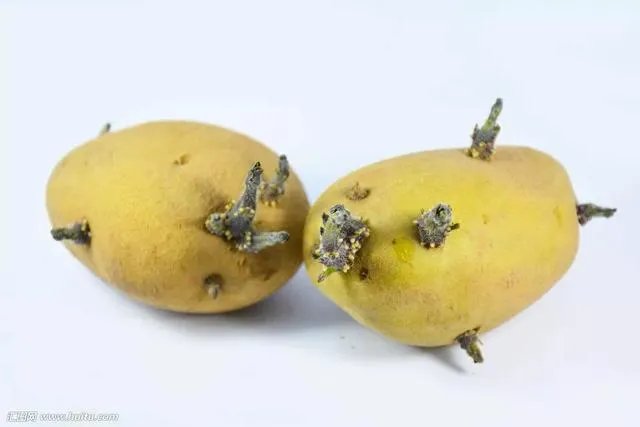 刚发芽的土豆还能吃吗?为什么?