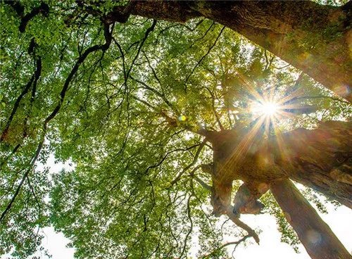 香樟树的特点有哪些 香樟树有哪些美好的寓意