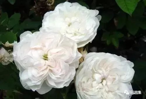 典型英式花园的精髓