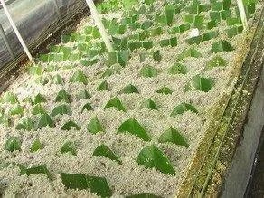 怎么养殖橡皮树？