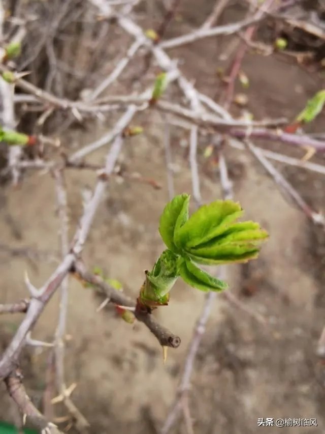 贝克汉姆为鹿晗庆生,你怎么看?