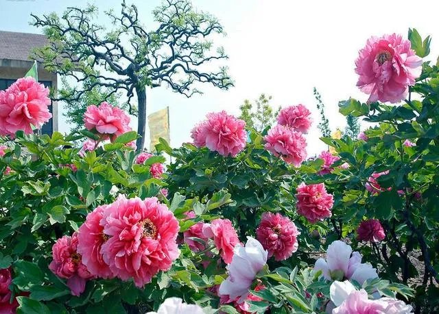 菏泽牡丹很有名么?