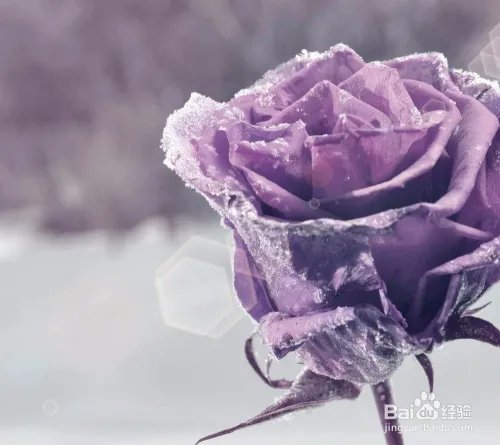 花点心思吧之66朵玫瑰代表什么意思 玫瑰花语