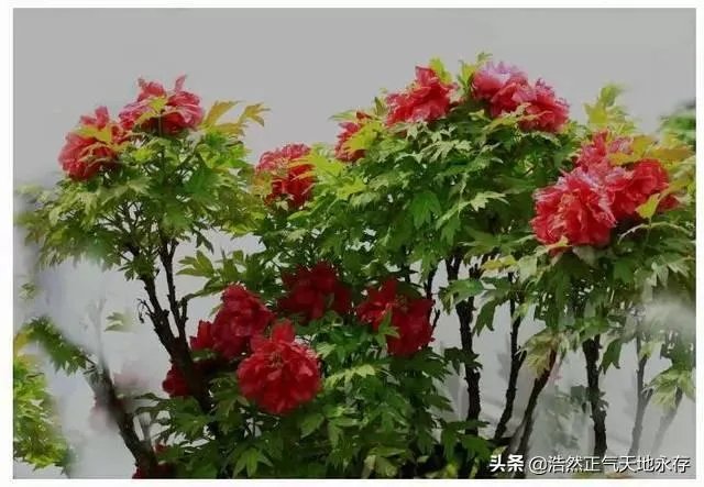 菏泽牡丹很有名么?