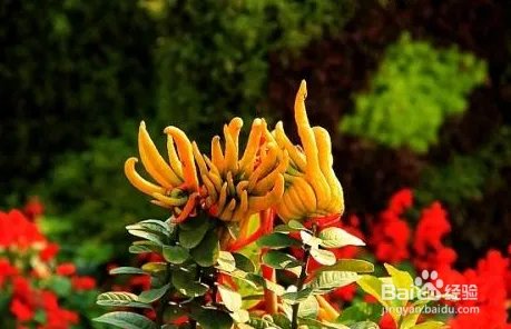 佛手花的功效和作用