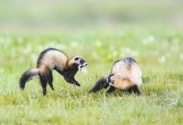 部分珍稀动物喜提降级，还有什么因素能威胁到它们的生存？