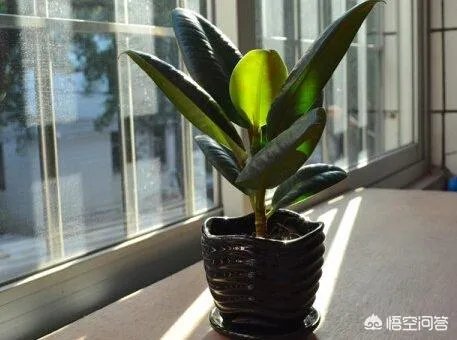 怎么养殖橡皮树？