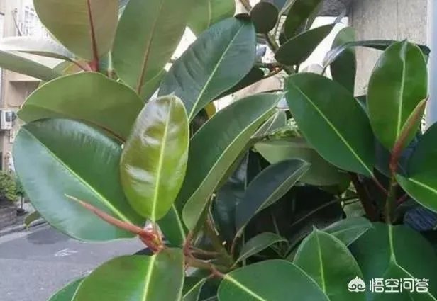 怎么养殖橡皮树？