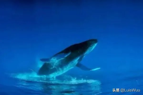 Alice是什么意思？