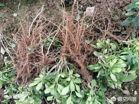 什么叫地骨皮？