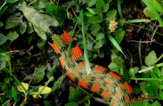 野鸡脖子是什么蛇