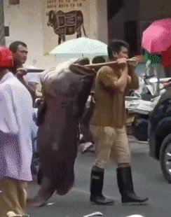 广东渔民捕获280斤石斑鱼，如此巨大的石斑鱼是怎么捕获的？