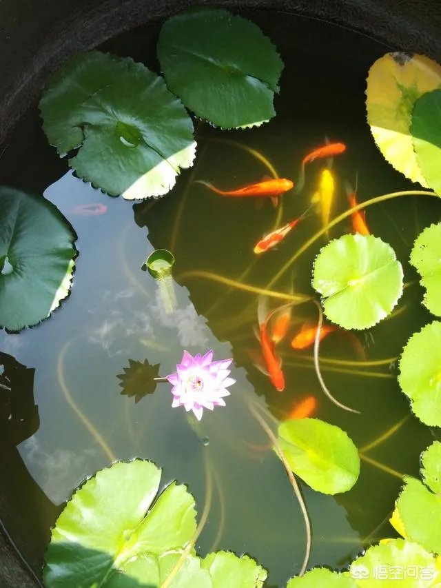 故宫火锅店为何没火多久就停业？