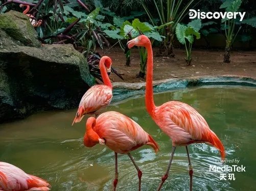 MediaTek携手Discovery探索多元生态,天玑影像记录自然之美