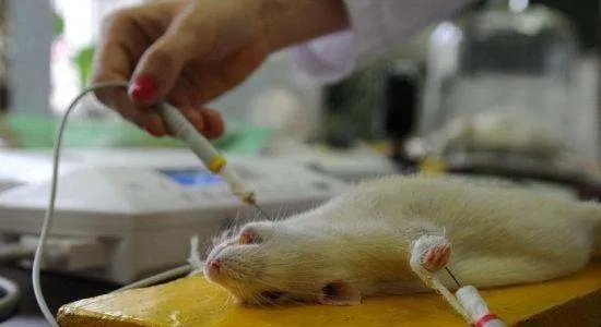 为何科研大都会拿小白鼠做实验,怎么不是其他动物?