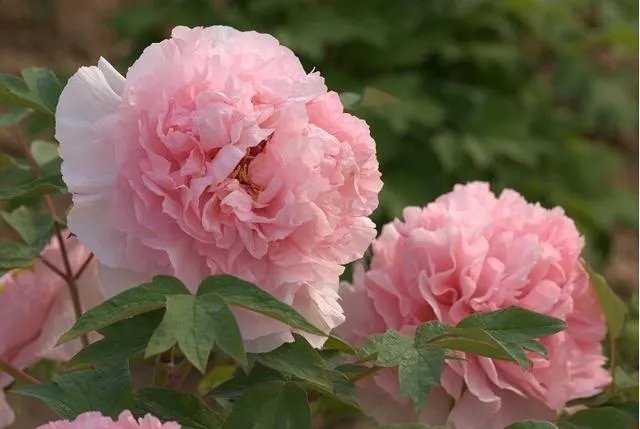 菏泽牡丹很有名么?