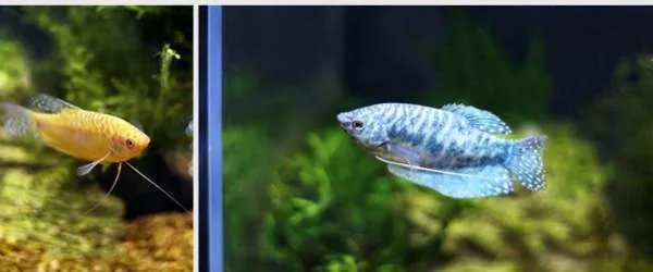 流氓鱼是什么鱼