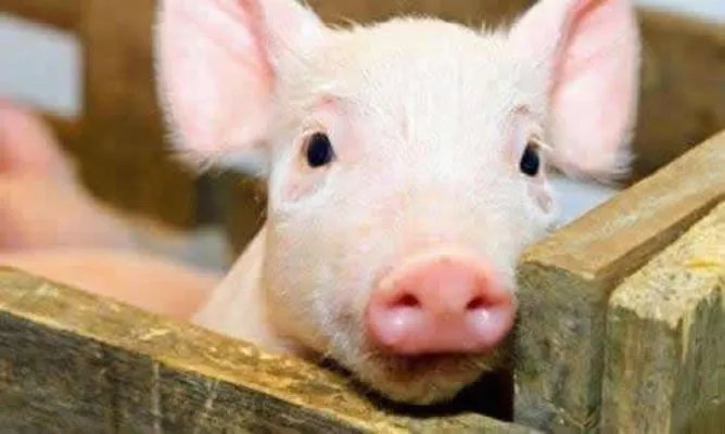 双汇回应非洲猪瘟：什么是非洲猪瘟?危害有哪些