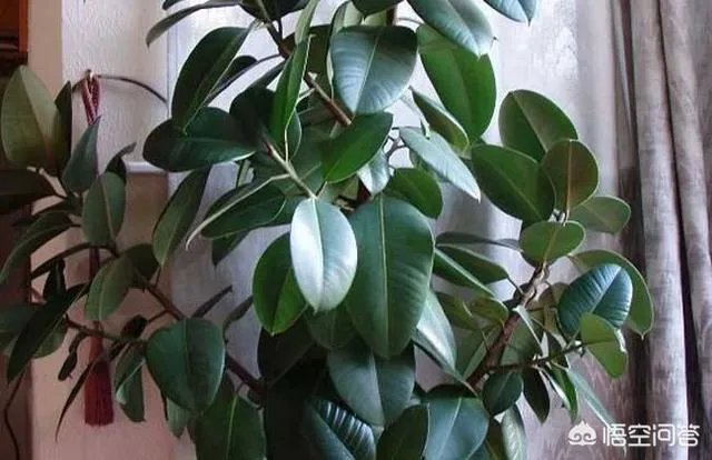 怎么养殖橡皮树？