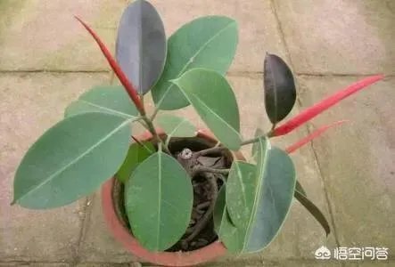 怎么养殖橡皮树？