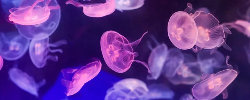 什么是腔肠动物 腔肠动物的意思