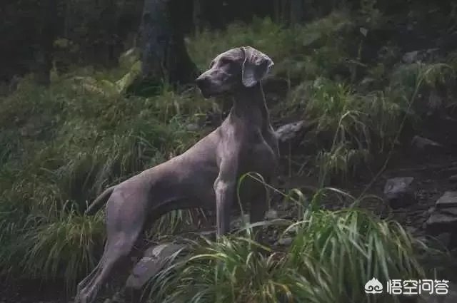 魏玛犬这种狗怎么样？