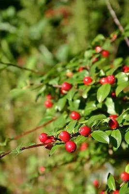 枸橘子的功效与作用  什么是枸橘子