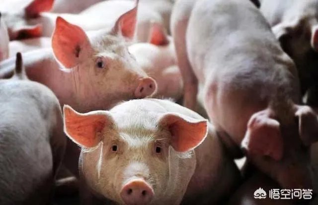 搞养殖业，养羊、养猪、养牛哪个好？为何？