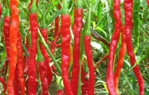 东营的特产有哪些?