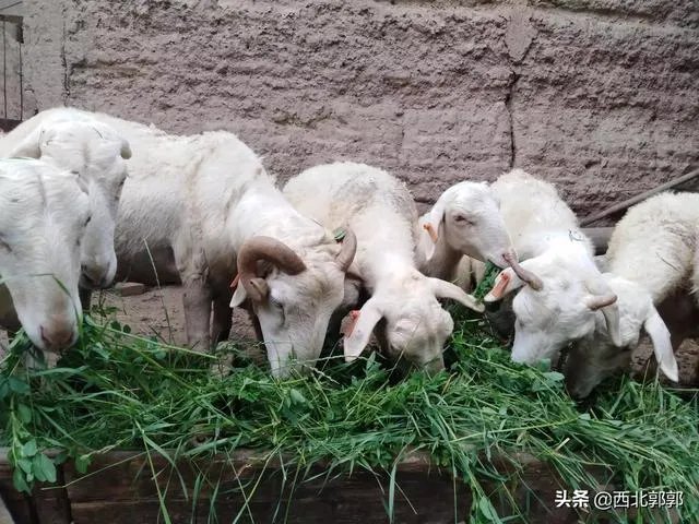 搞养殖业，养羊、养猪、养牛哪个好？为何？