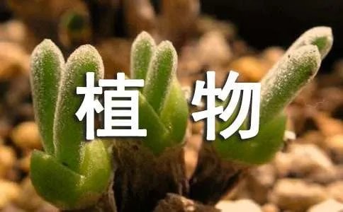被子植物
