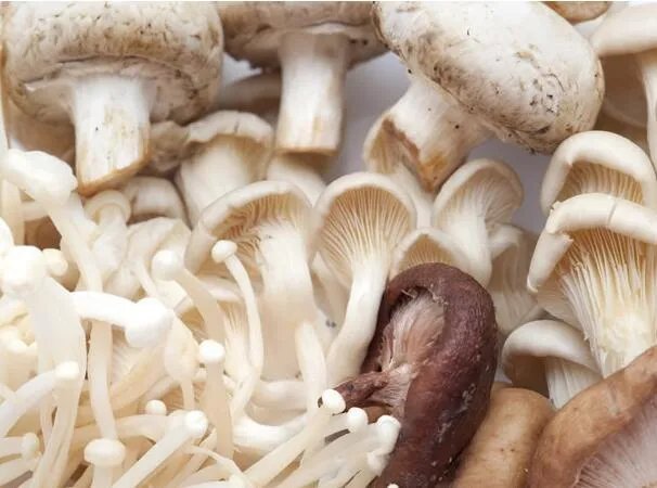 蘑菇图片大全 常见的蘑菇种类有哪些