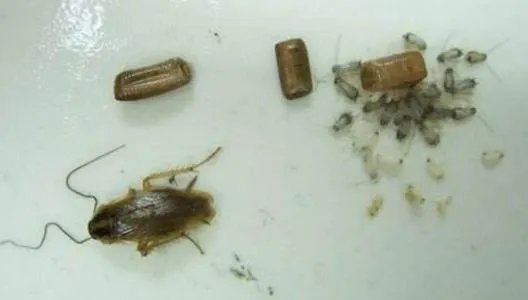 家里有蟑螂怎么办 家中出现这物千万不能打破（图）