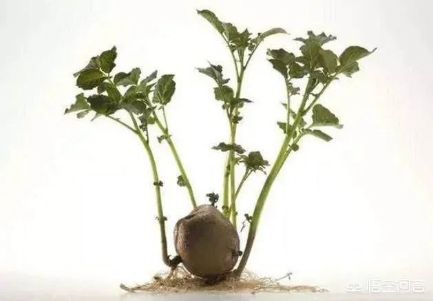 刚发芽的土豆还能吃吗?为什么?