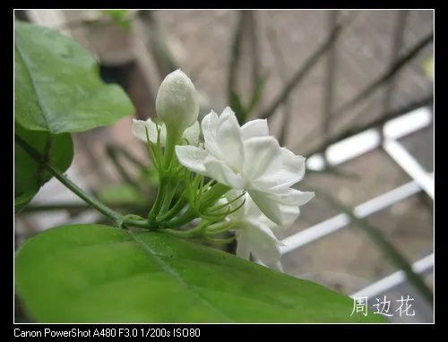 佳能数码相机a480为什么用不成充电电池