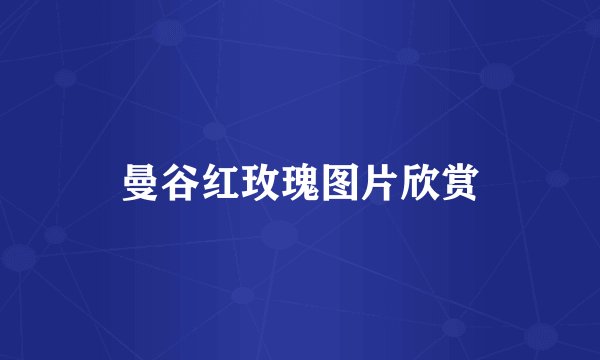 曼谷红玫瑰图片欣赏